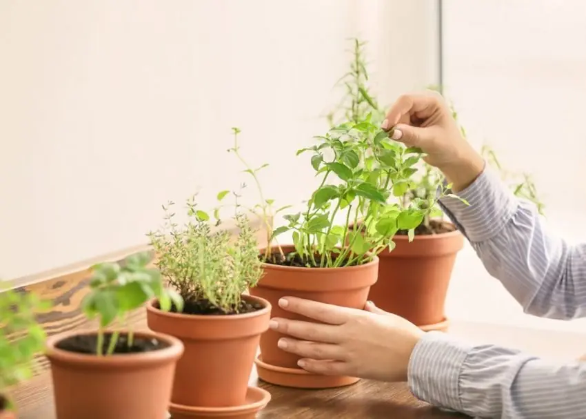horta em casa em apartamento simples