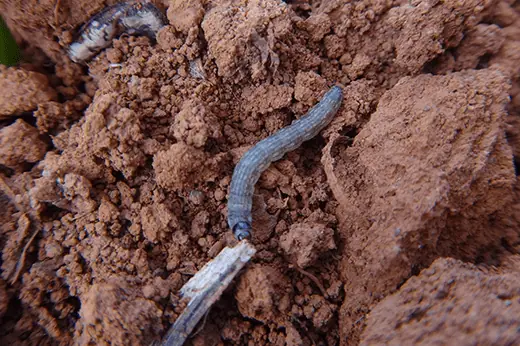 Lagarta elasmo doenças no solo